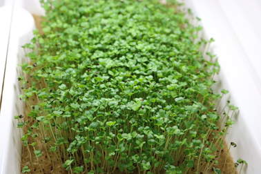 Fresh microgreens are among the most nutritious superfoods available