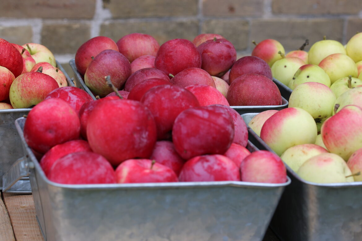 A wide variety of rare apple varieties